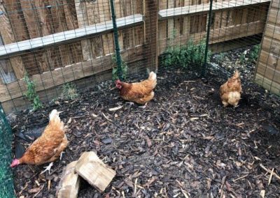 Hen Sitting Services in Reading