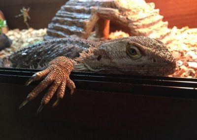 Lizard Sitting Services in Reading