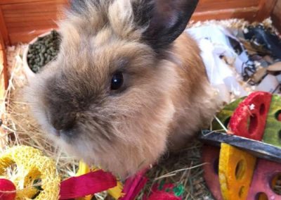 Rabbit Sitting Services in Reading