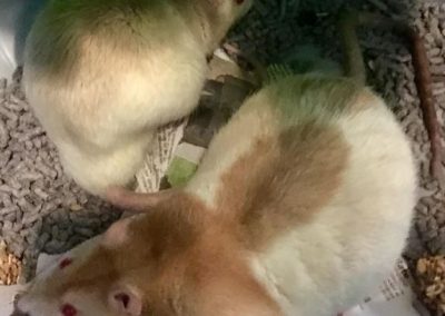 Rodent Sitting Services in Reading