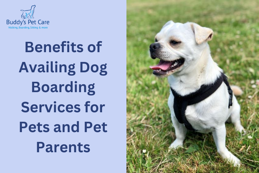 Benefits of Availing Dog Boarding Services for Pets and Pet Parents
