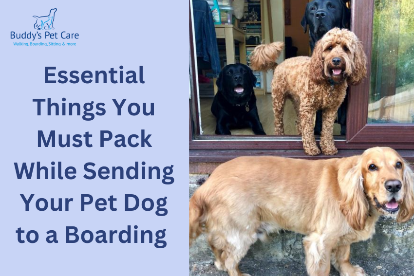 Essential Things You Must Pack While Sending Your Pet Dog to A Boarding