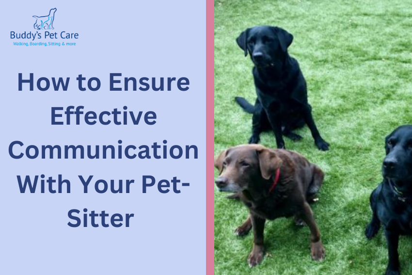 How to Ensure Effective Communication With Your Pet-Sitter