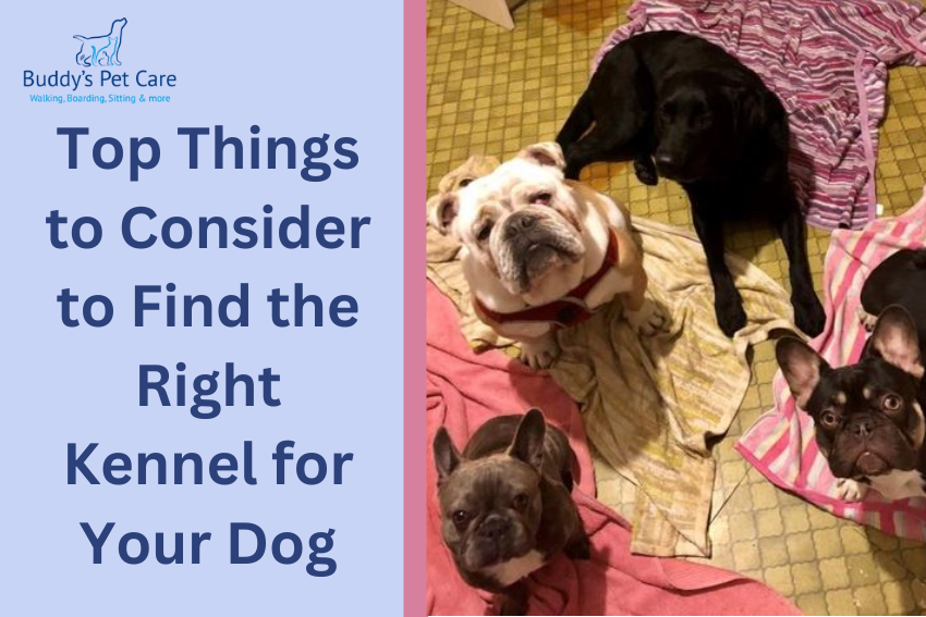 Top Things to Consider to Find the Right Kennel for Your Dog