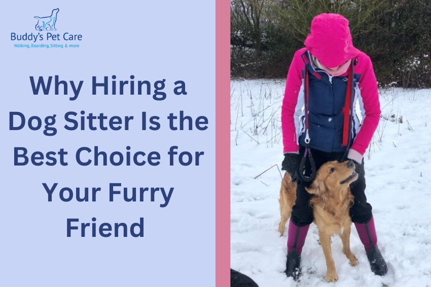 Why Hiring a Dog Sitter Is the Best Choice for Your Furry Friend