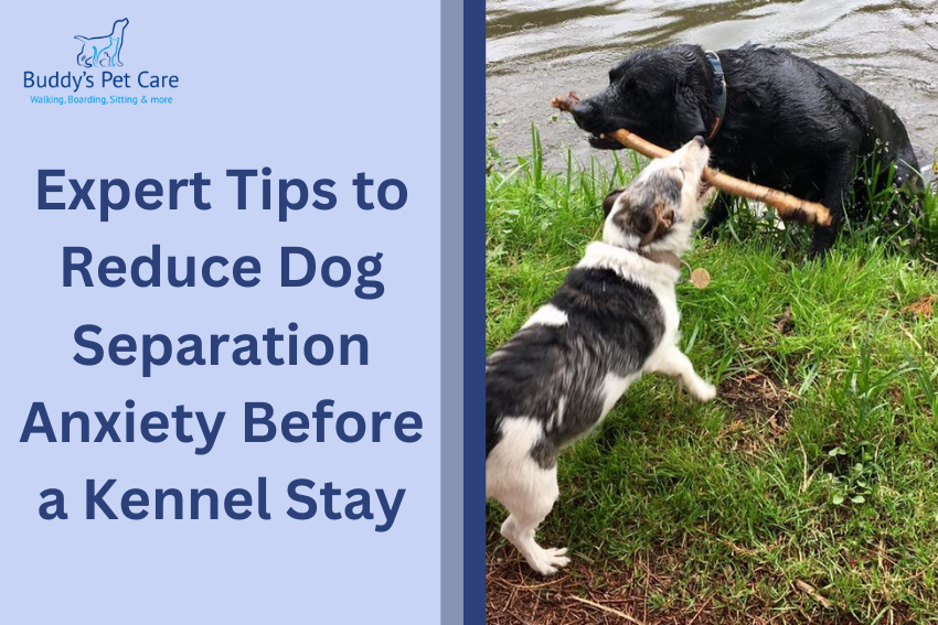 Expert Tips to Reduce Dog Separation Anxiety Before a Kennel Stay