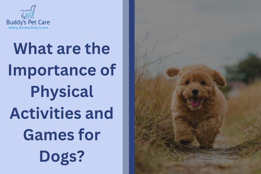 What are the Importance of Physical Activities and Games for Dogs?