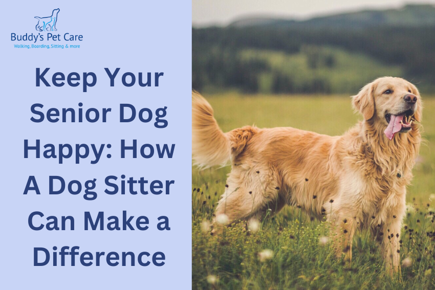 Keep Your Senior Dog Happy: How A Dog Sitter Can Make a Difference