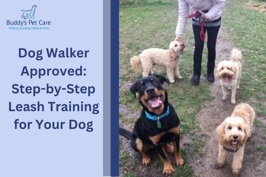 Dog Walker Approved: Step-by-Step Leash Training for Your Dog