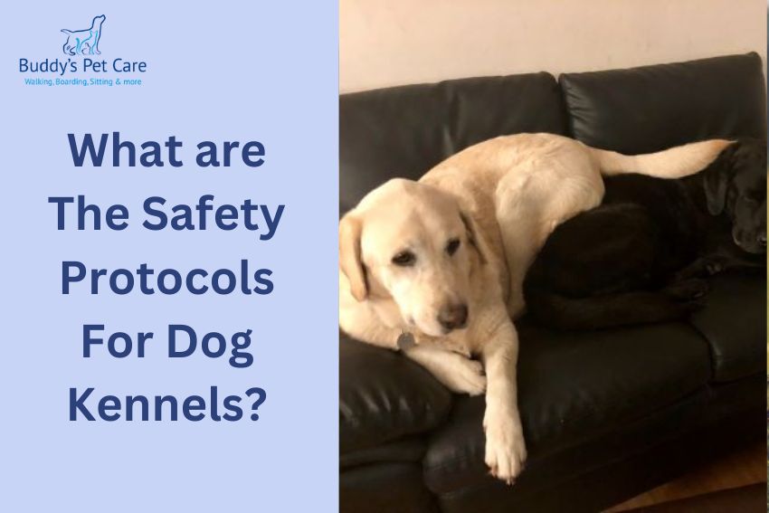 What are The Safety Protocols For Dog Kennels?