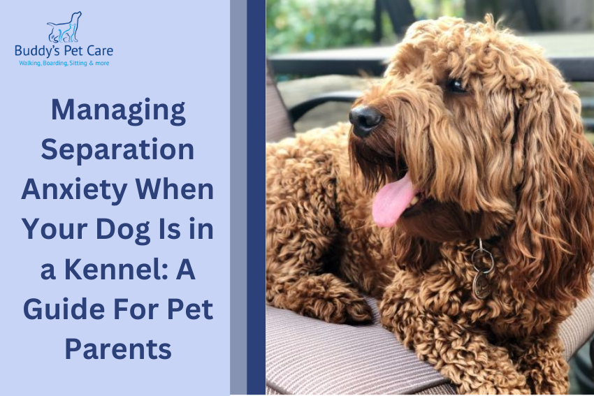 Managing Separation Anxiety When Your Dog Is in a Kennel: A Guide For Pet Parents