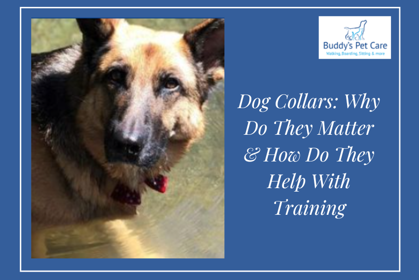 Dog Collars: Why Do They Matter & How Do They Help With Training