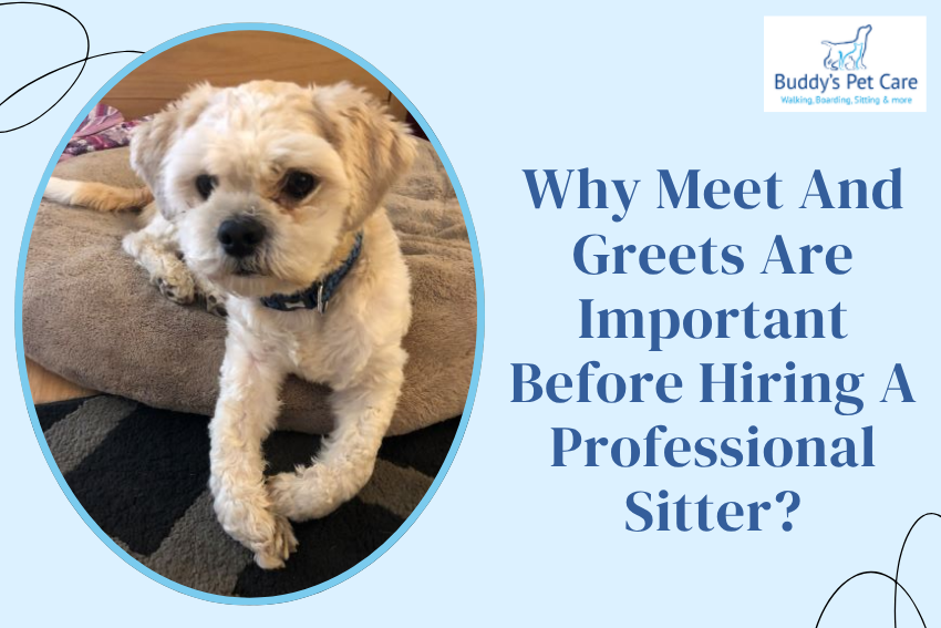 Why Meet And Greets Are Important Before Hiring A Professional Sitter?