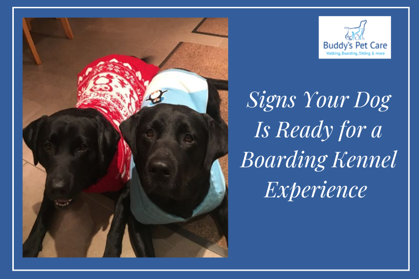 Signs Your Dog Is Ready for a Boarding Kennel Experience
